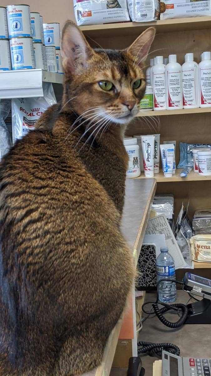 potret kucing nongkrong di rumah sakit (reddit.com/user/Zircon_72)