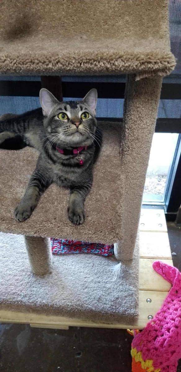 potret kucing nongkrong di rumah sakit (reddit.com/user/yesimthatvalentine)