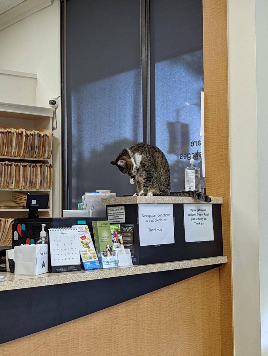 potret kucing nongkrong di rumah sakit (reddit.com/user/jojoborrealis)