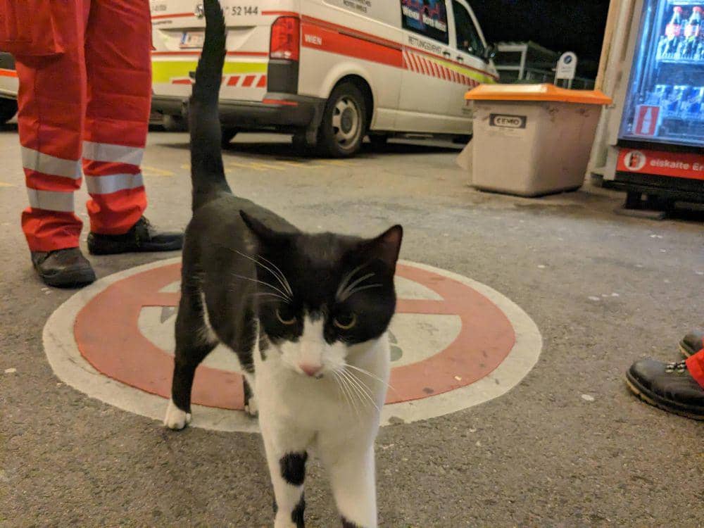 potret kucing nongkrong di rumah sakit (reddit.com/user/wonderb0lt)