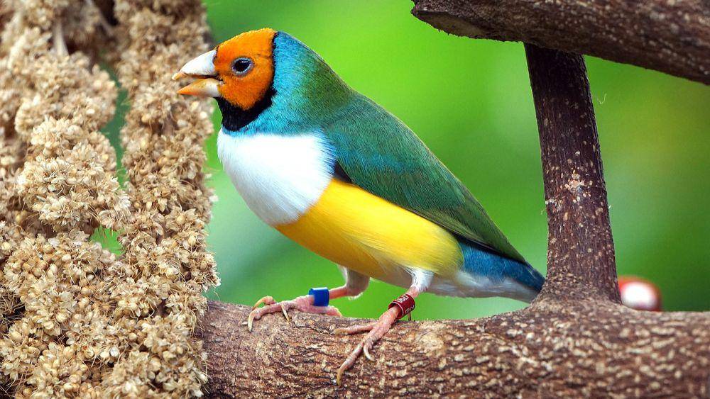 Gouldian finch (pixabay.com/Onno Kalverda)
