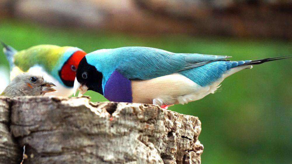 Gouldian finch (pixabay.com/Onno Kalverda)