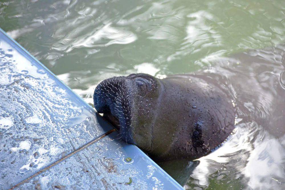 Manatee amazon (animalia.bio/Animalia)