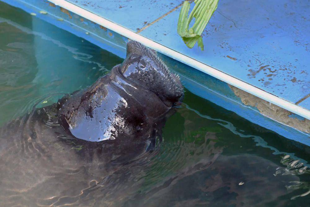 Manatee amazon (animalia.bio/Animalia)