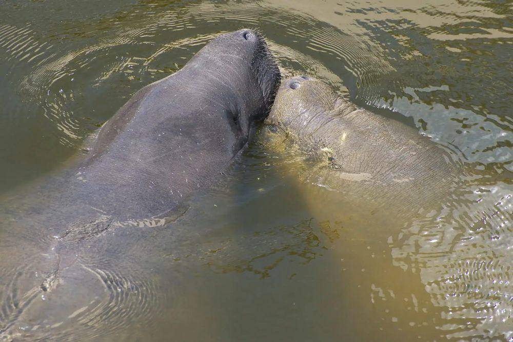Manatee amazon (animalia.bio/Animalia)