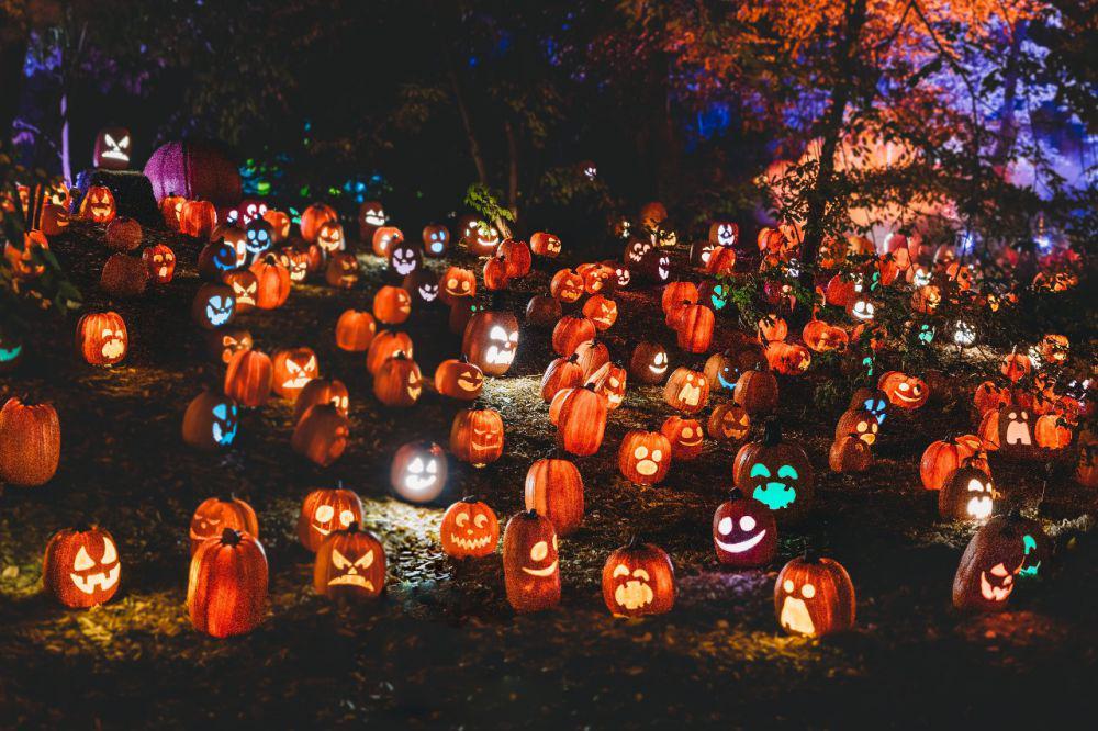 Labu Kuning yang Jadi Ikon Halloween, Ini Asal-usulnya!