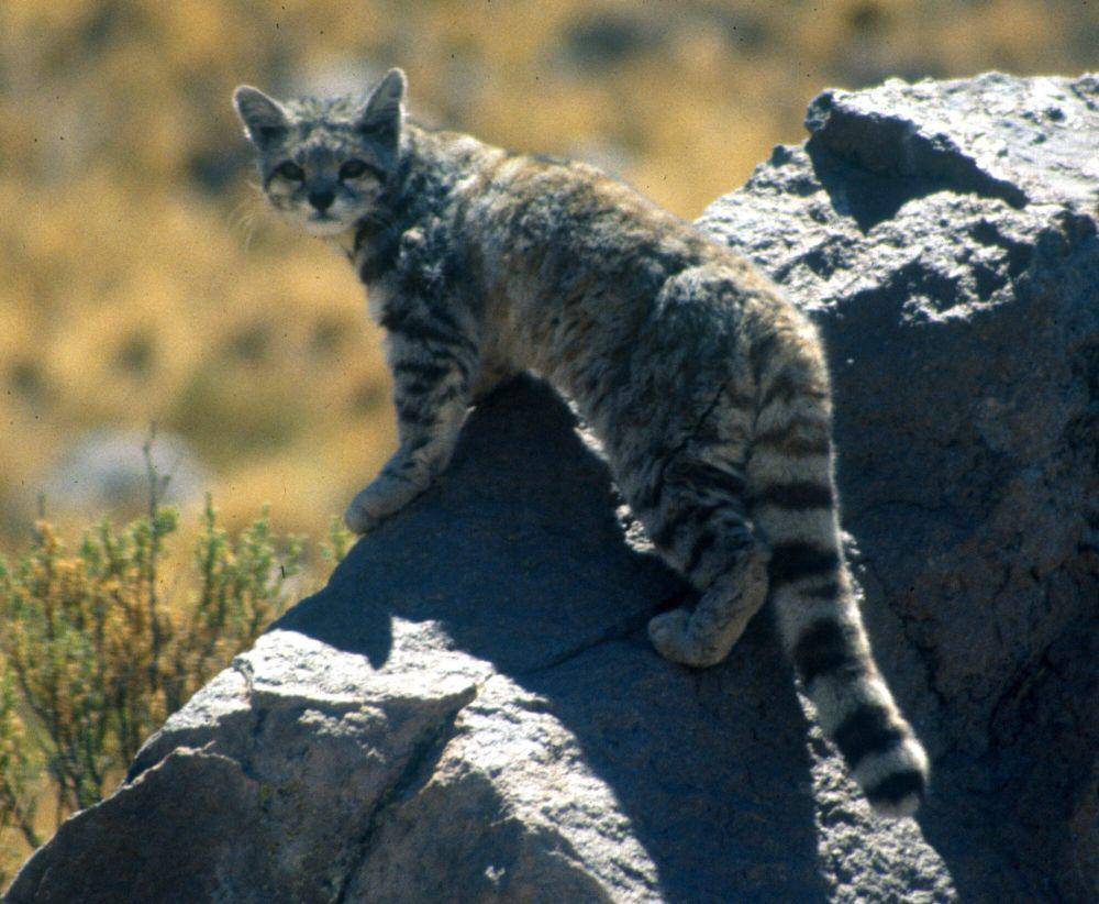 Kucing andes (commons.m.wikimedia.org/Jim Sanderson)
