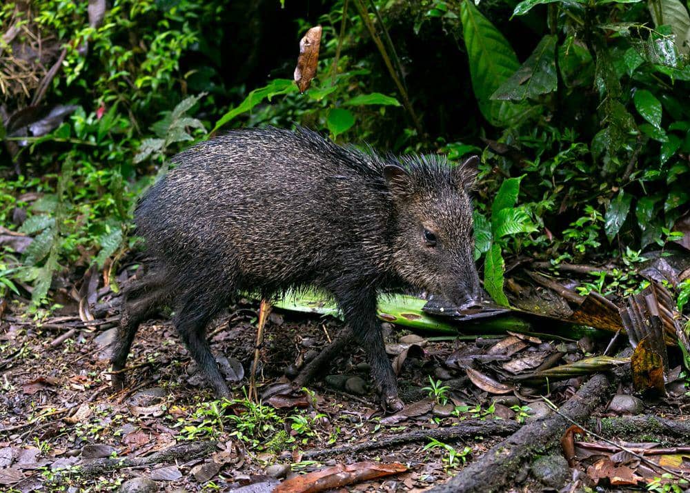 peccary berkerah (commons.m.wikimedia.org/Charlie Jackson)
