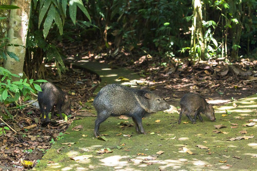 Peccary berkerah (commons.m.wikimedia.org/Cricketsblog)