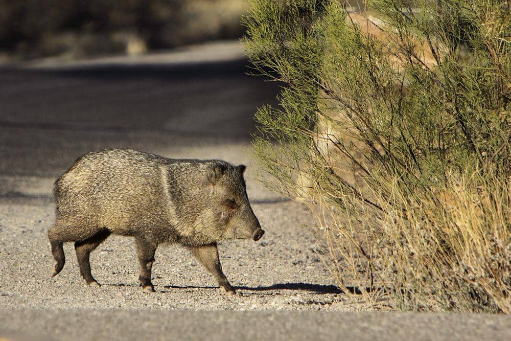 6 Fakta Unik Peccary Berkerah, Berkabung saat Anggota Kawanannya Mati