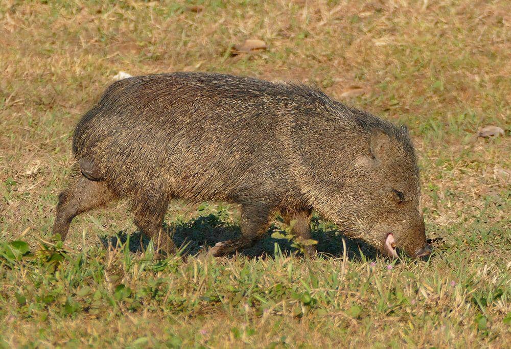 Peccary berkerah (commons.m.wikimedia.org/Bernard Dupont)