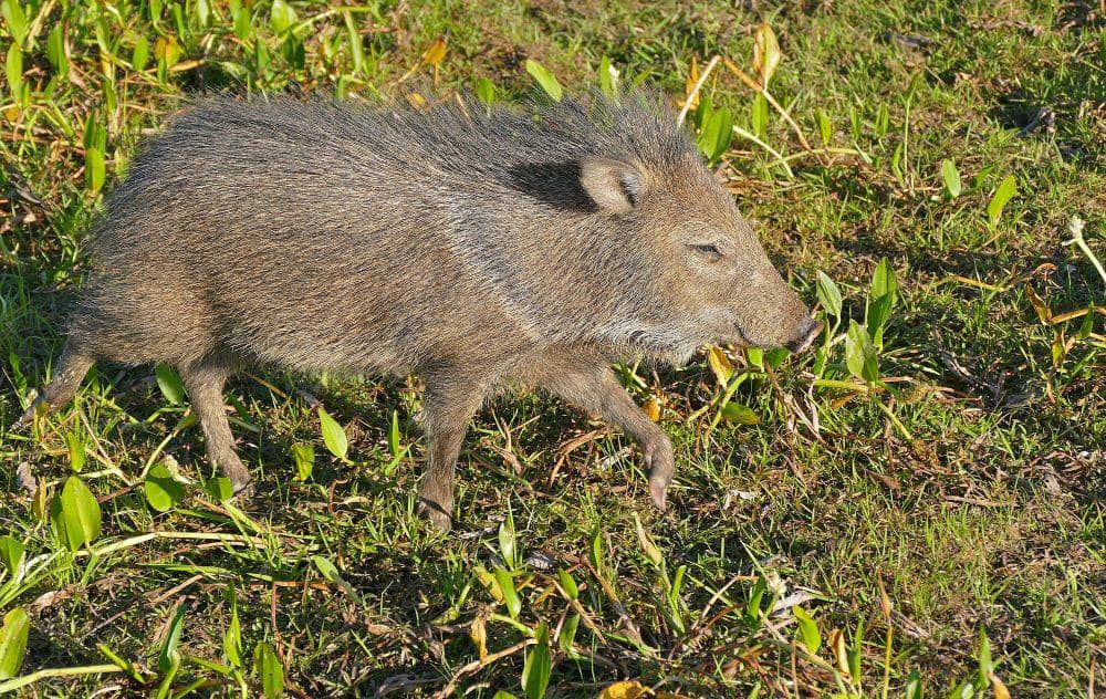 peccary berkerah (commons.m.wikimedia.org/Bernard Dupont)