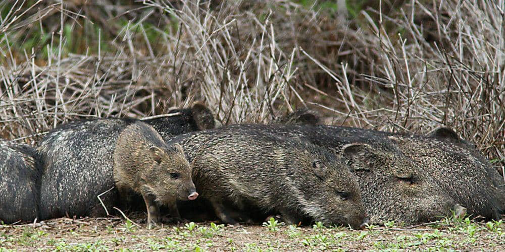 peccary berkerah (commons.m.wikimedia.org/Alan Schmierer)