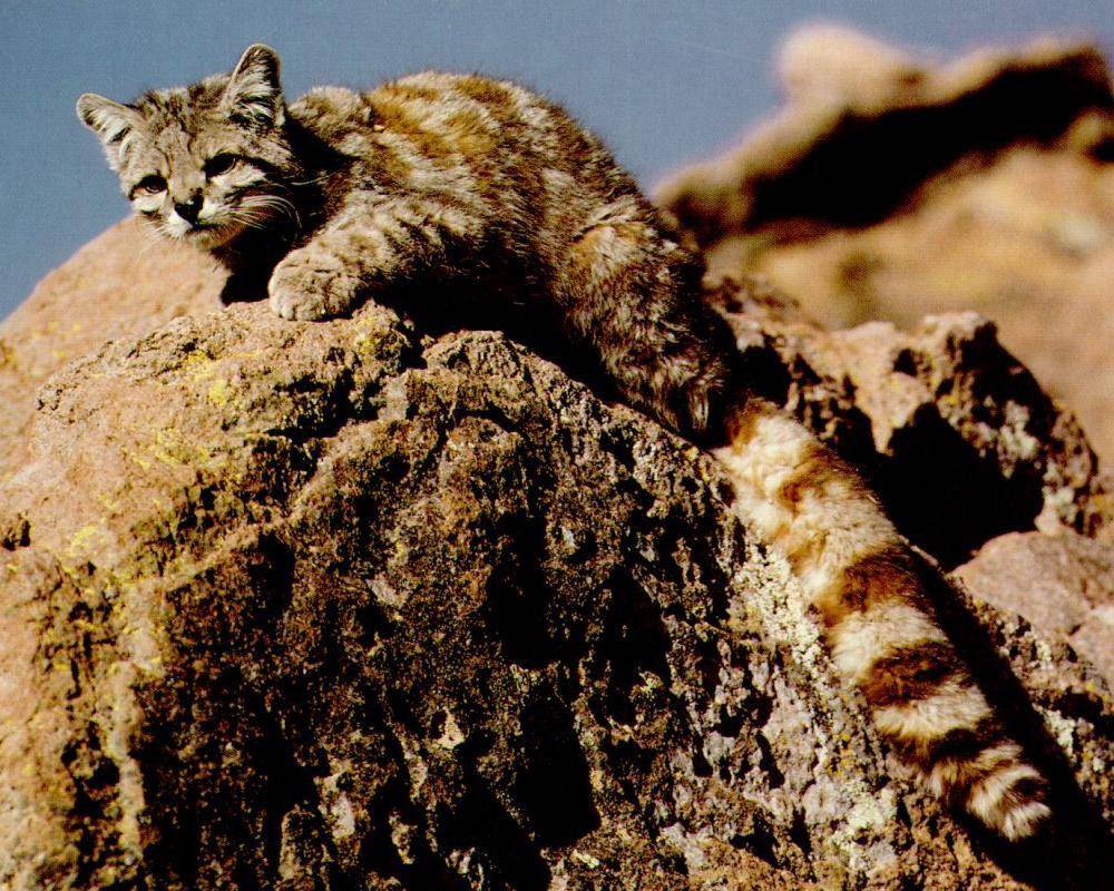 Kucing andes (commons.m.wikimedia.org/Unknown)