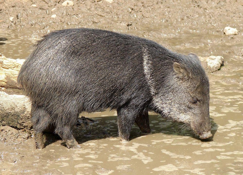 peccary berkerah (commons.m.wikimedia.org/Chrumps)