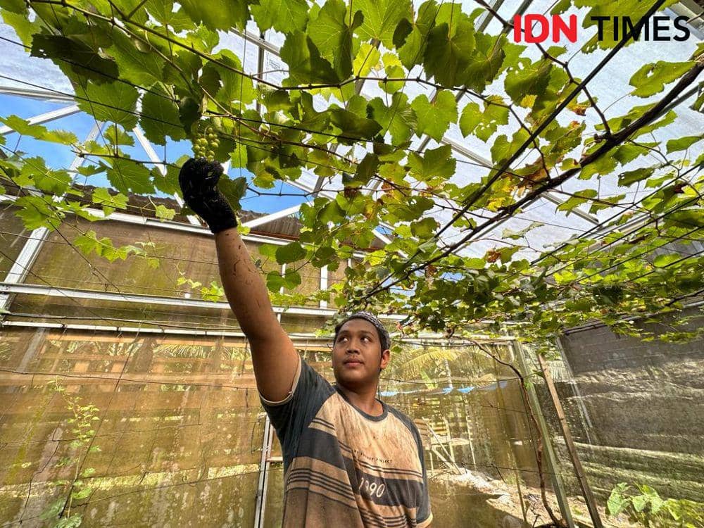 Salah satu santri sedang memperlihatkan kebun anggur. (IDN Times/Teri).
