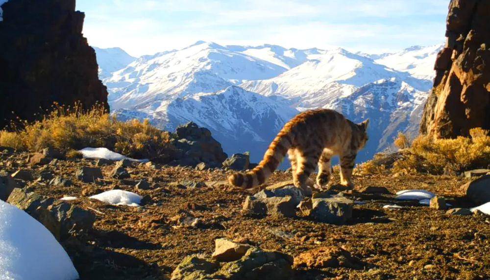 Kucing andes (youtube.com/Seeking the Andean Cat)