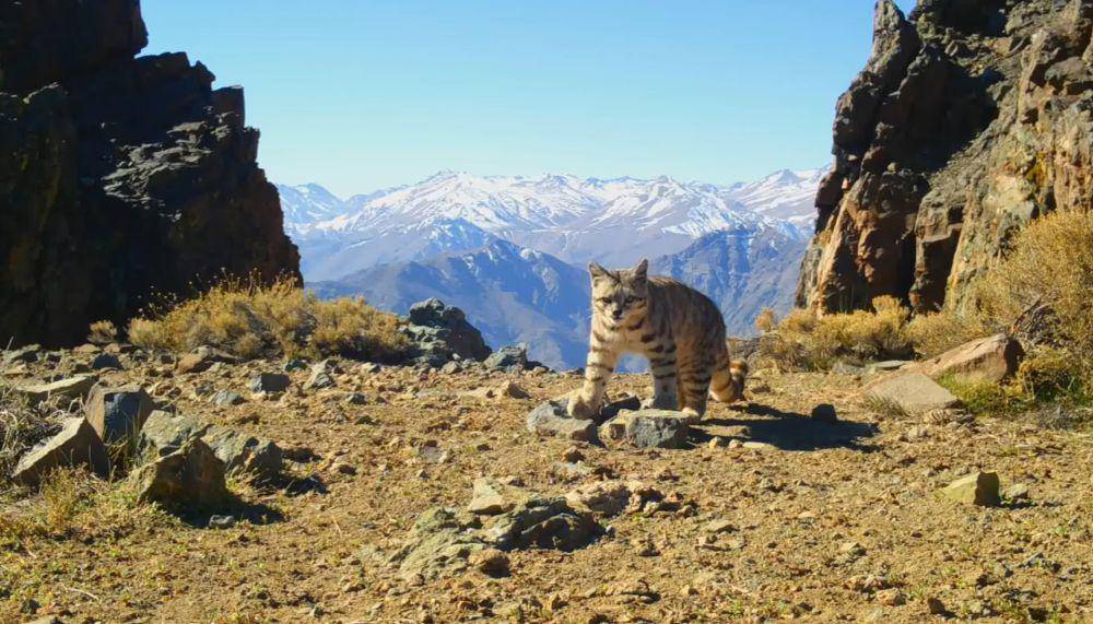 Kucing andes (youtube.com/Seeking the Andean Cat)