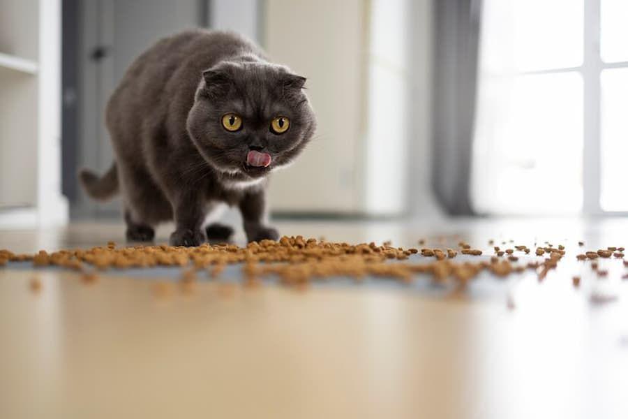 5 Makanan Kucing Persia Terbaik agar Bulu Panjang dan Halus