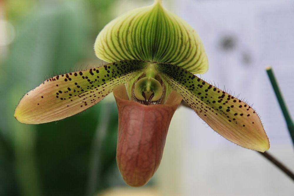 ilustrasi Paphiopedilum mastersianum (commons.wikimedia.org/David J. Stang)