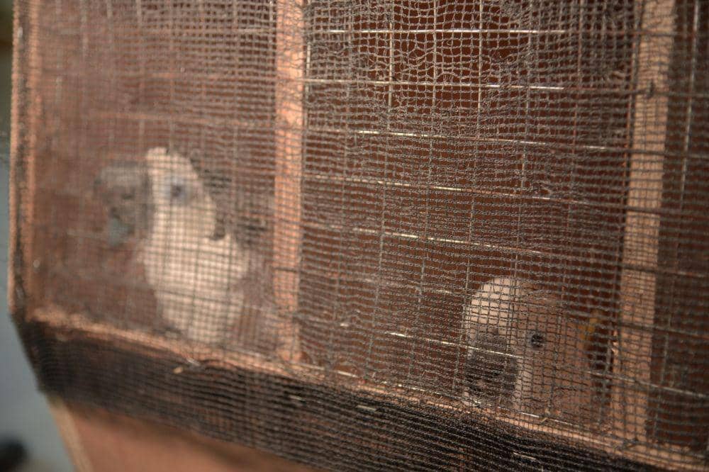 Burung Kakatua Maluku tengah dikarantina di PPS Tasikoki, Bitung, Sulawesi Utara, setelah dipulangkan dari Filipina, Kamis (19/10/2023). IDNTimes/Ungke Pepotoh/bt