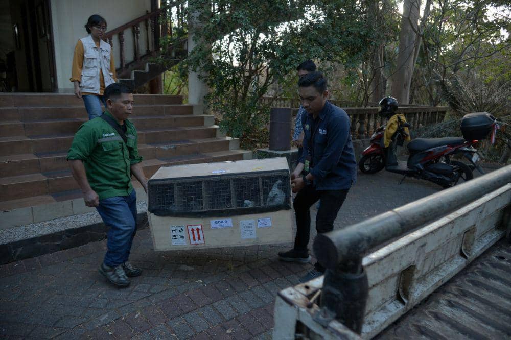 73 Ekor Burung Endemik Diselundupkan ke Filipina Kembali ke Indonesia