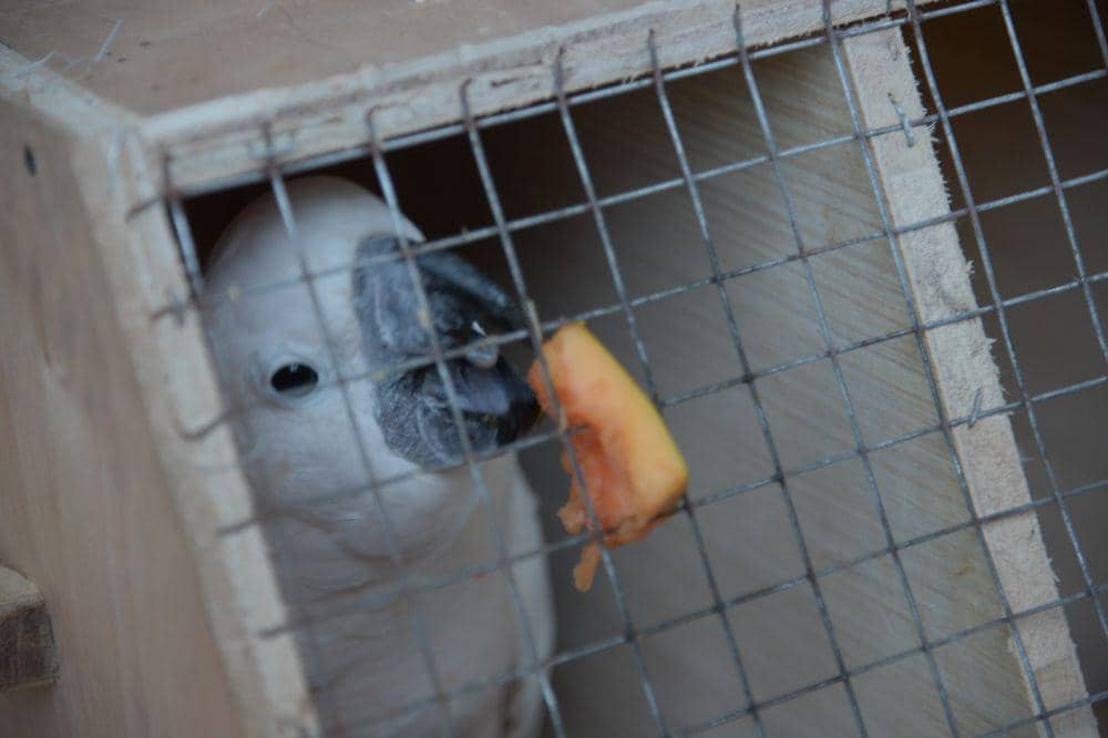 Burung Kakatua Maluku yang berhasil direpatriasi dari Filipina ke Indonesia tengah dikarantina di PPS Tasikoki, Bitung, Sulawesi Utara, Kamis (19/10/2023). IDNTimes/Ungke Pepotoh/bt