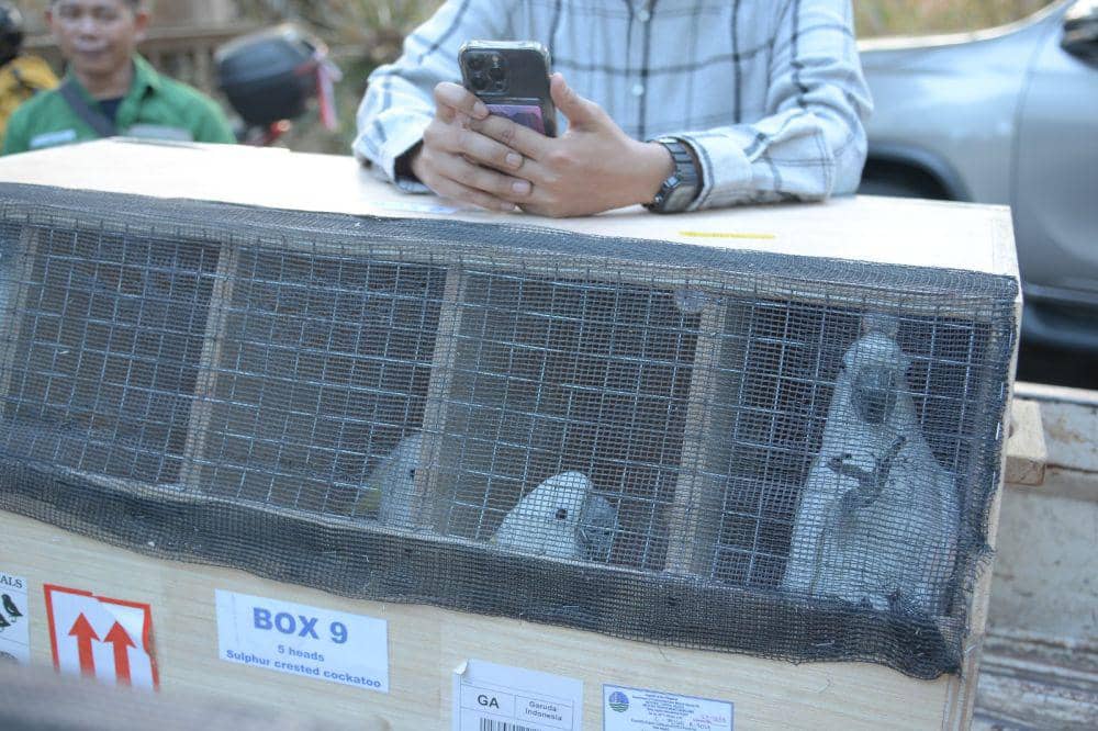 Sejumlah burung endemik Indonesia yang berhasil dipulangkan dari Filipina ke Indonesia, Kamis (19/10/2023). IDNTimes/Ungke Pepotoh/bt