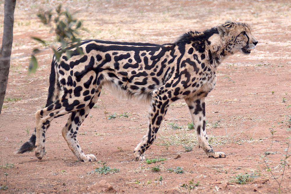 King Cheetah (commons.wikimedia.org/Olga Ernst)