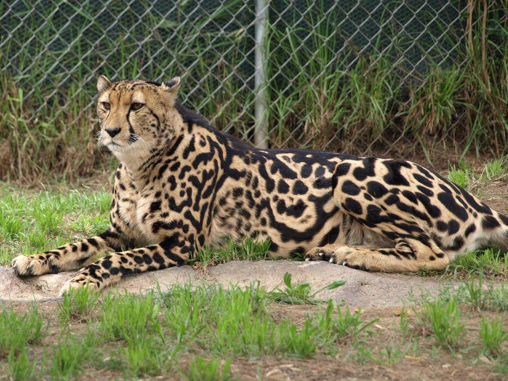 King Cheetah (flickr.com/Peter Russell)