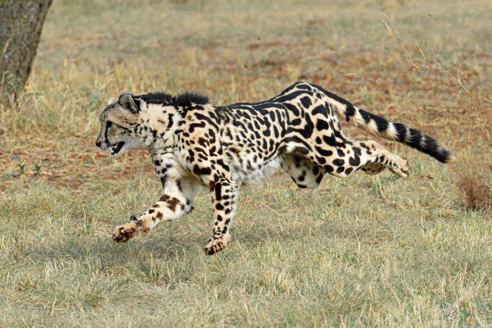 King Cheetah yang sedang berlari (flickr.com/John Alexander)