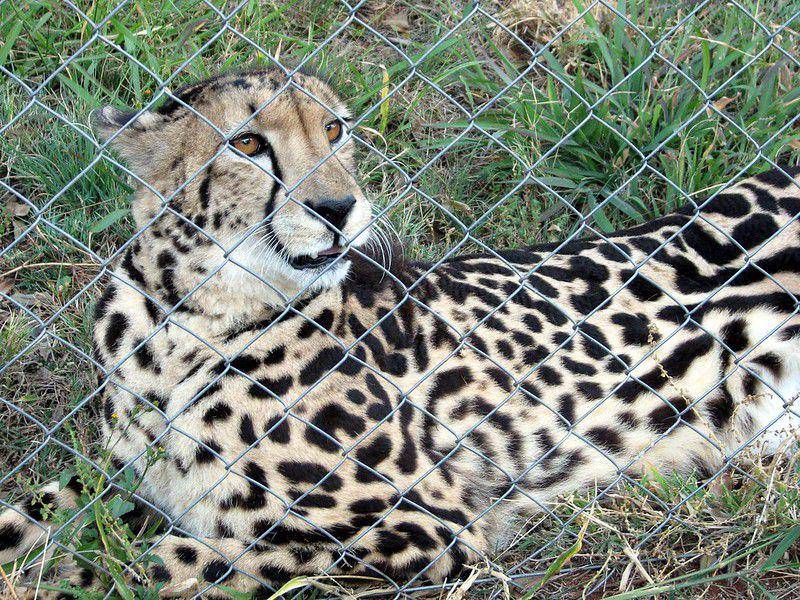 King Cheetah (flickr.com/Jennifer Quinlan)