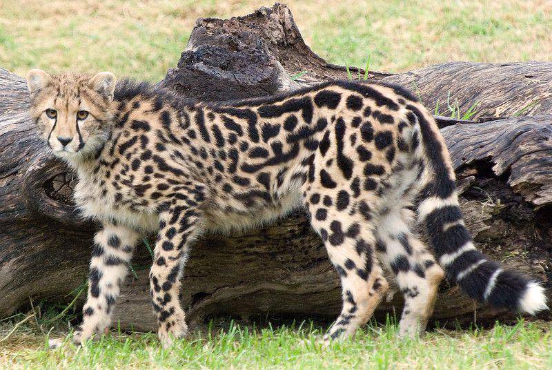 King Cheetah memiliki bulu yang unik, berbeda dengan cheetah biasa (flickr.com/Brad)
