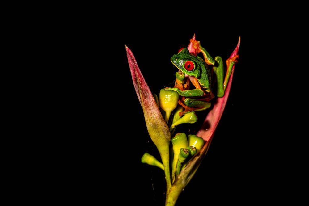 ilustrasi katak mata merah amerika selatan di atas dahan pohon (pexels.com/Steven Paton)