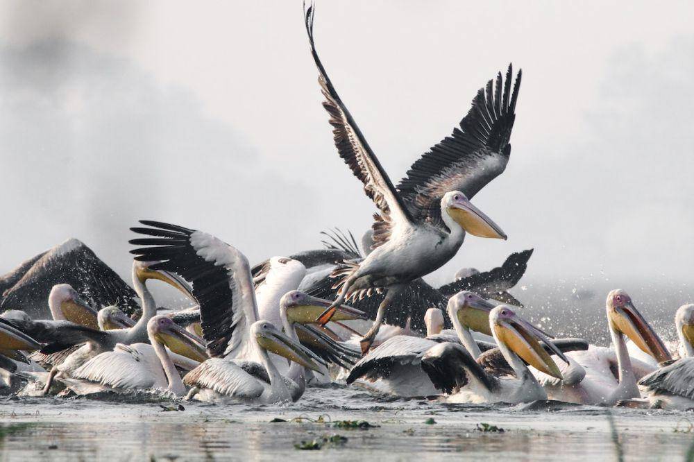 ilustrasi sekelompok burung pelikan di danau (pexels.com/vishnudeep dixit)