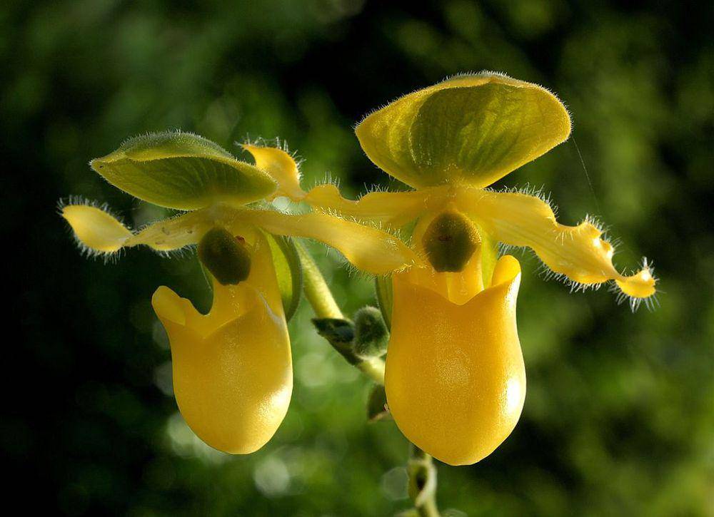 ilustrasi Paphiopedilum primulinum (commons.wikimedia.org/Orchi)