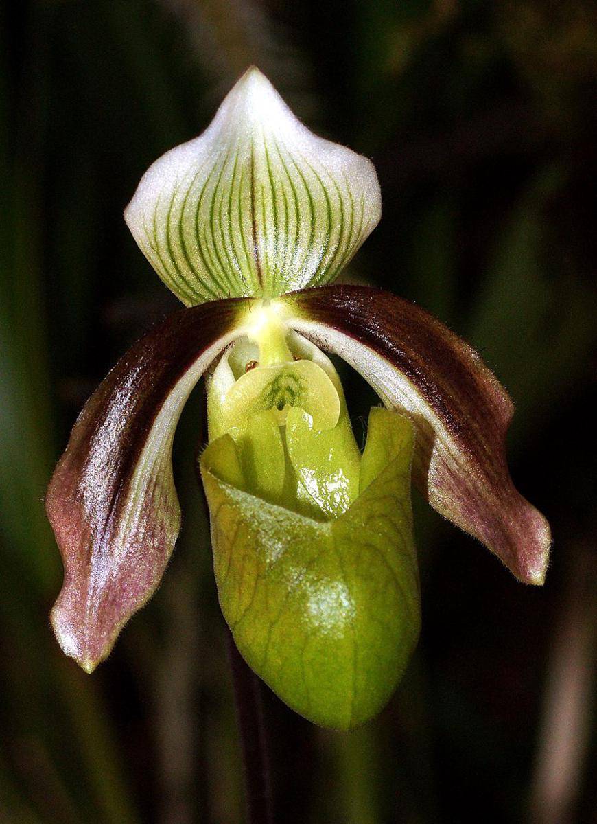 ilustrasi Paphiopedilum violascens (commons.wikimedia.org/Orchi)