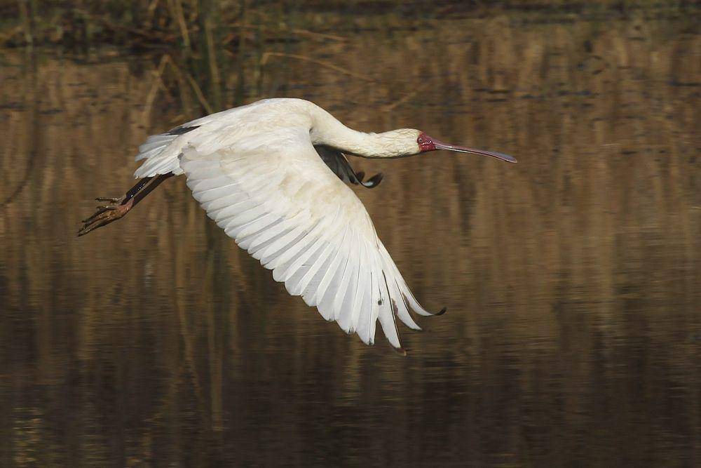 Ibis sendok afrika (commons.m.wikimedia.org/Leo Za1)
