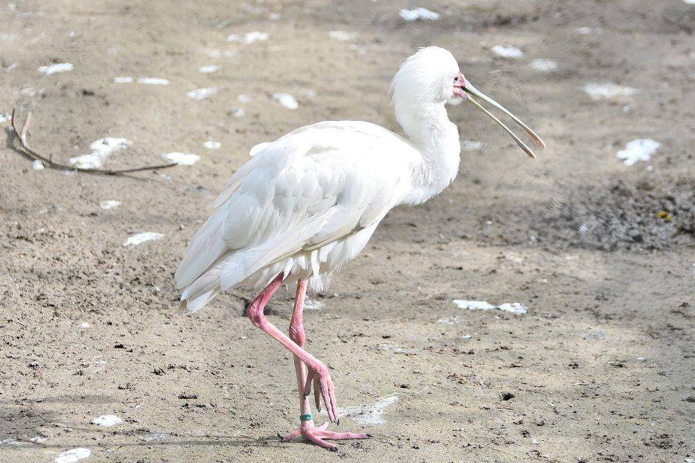 Ibis sendok afrika (commons.m.wikimedia.org/Rene Cortin)