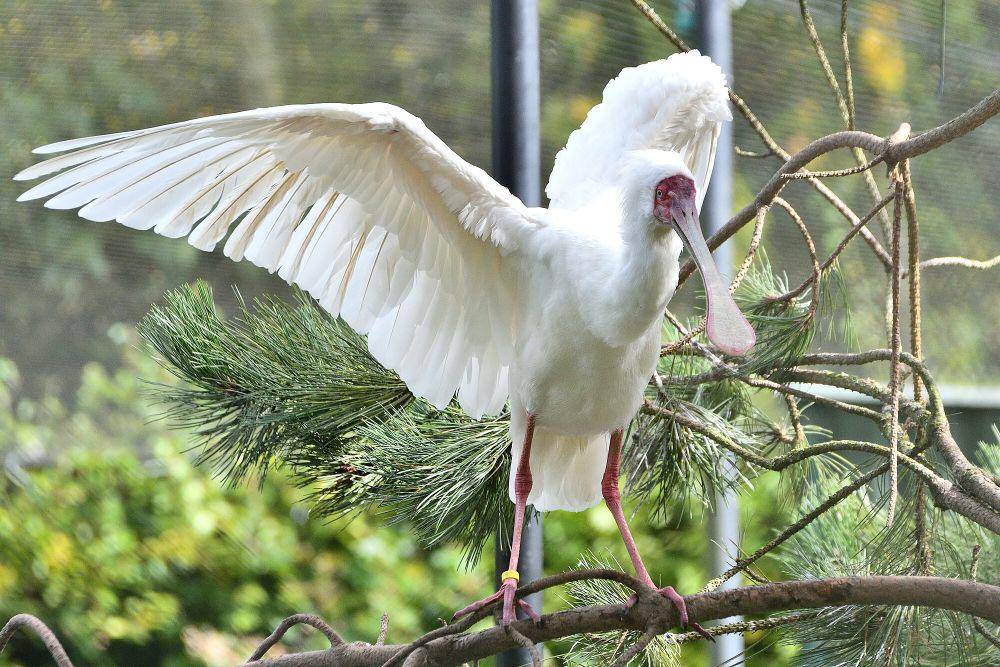 Ibis sendok afrika (commons.m.wikimedia.org/Rene Cortin)