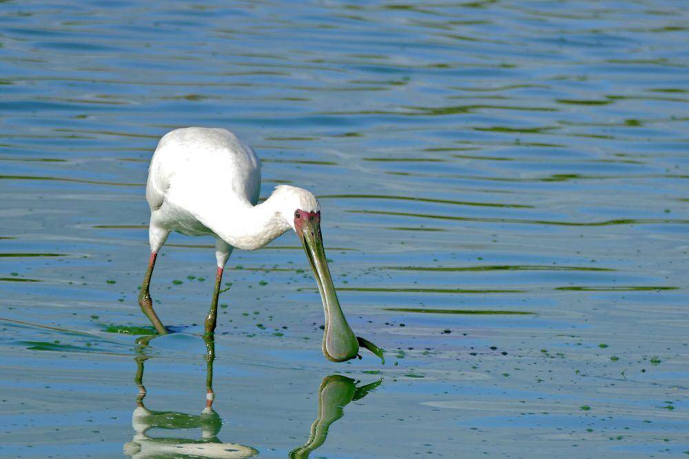 Ibis sendok afrika (commons.m.wikimedia.org/Bernard Dupont)