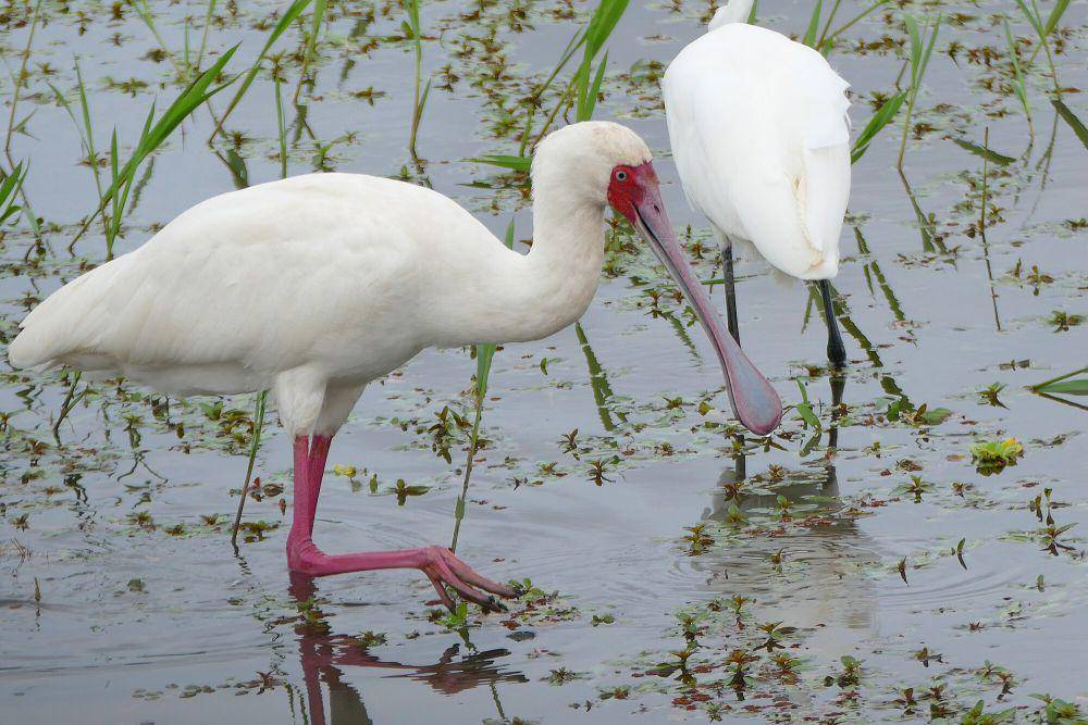 Ibis sendok afrika (commons.m.wikimedia.org/Bernard Dupont)
