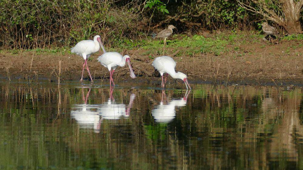 Ibis sendok afrika (commons.m.wikimedia.org/Bernard Dupont)