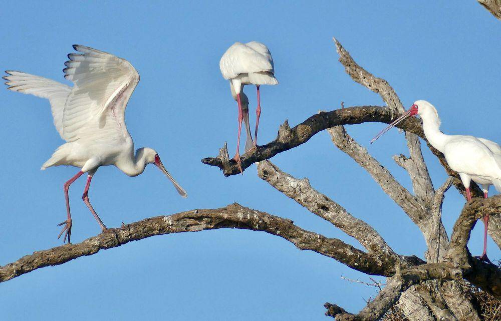 Ibis sendok afrika (commons.m.wikimedia.org/Bernard Dupont)