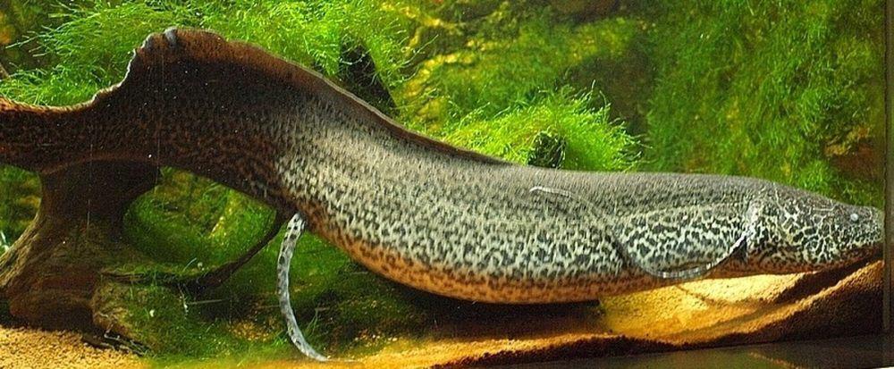 7 Fakta Ikan Paru, Mengubur Diri di Dasar Danau saat Kemarau