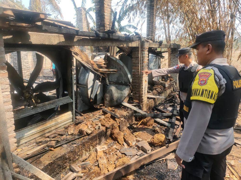 Ribuan Ayam Mati Terpanggang di Pringsewu, Dipicu Kandang Terbakar