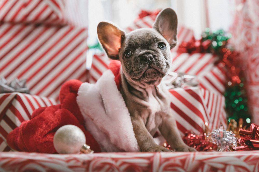 Ilustrasi anjing yang bahagia (unsplash.com/Jakob Owens)