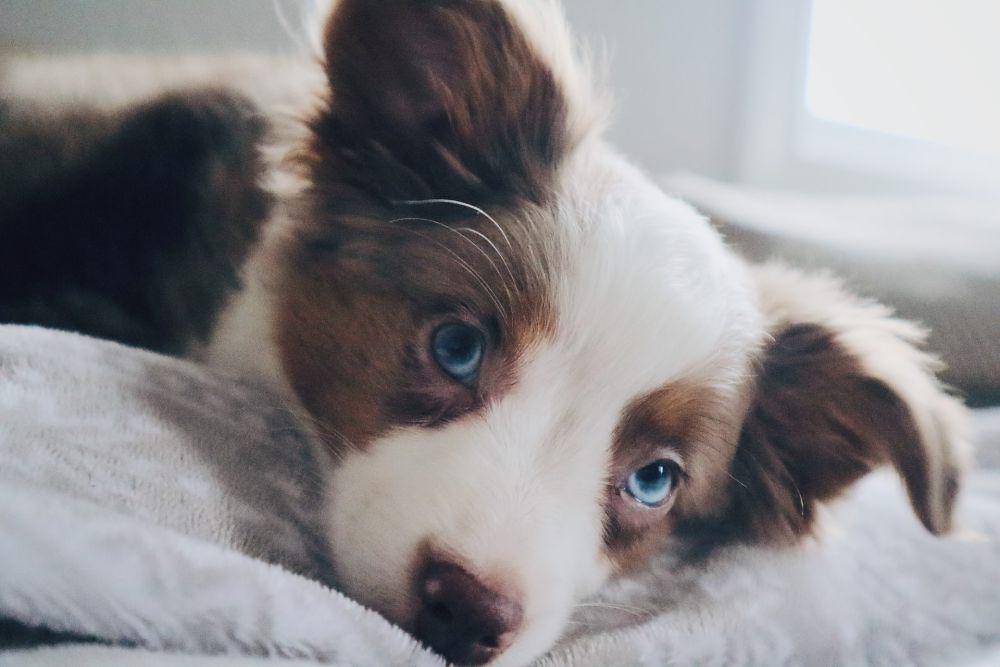 Ilustrasi anjing yang sedang membaca ekspresi wajah manusia (unsplash.com/Jeremy Tremblay)