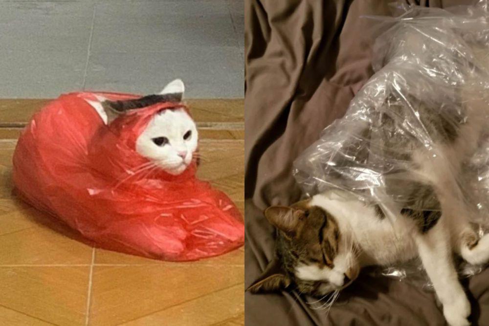 7 Foto Aksi Random Kucing Pakai Selimut dari Plastik, Jadi Bingkisan!