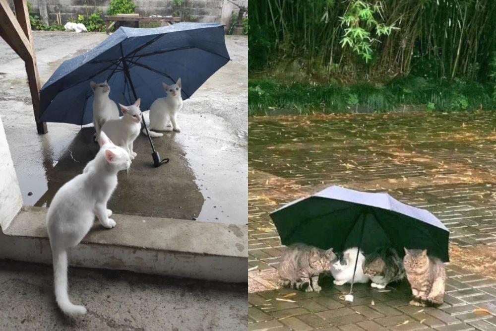 7 Foto Gemas Kucing Berteduh di Bawah Payung Ramai-Ramai, Estetik!